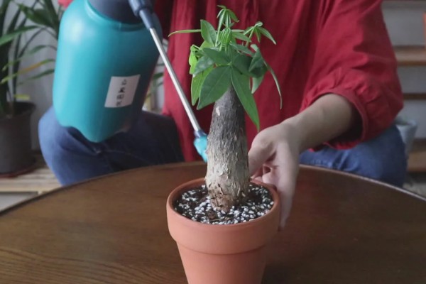 发财树烂根怎么处理，剪除烂根经过消毒后再重栽