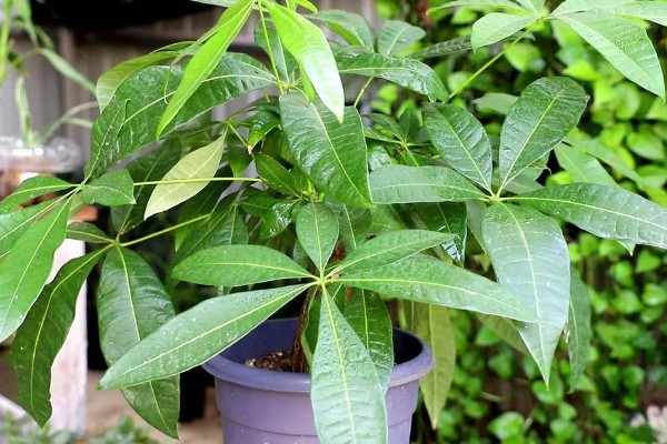 发财树烂根怎么处理，剪除烂根经过消毒后再重栽