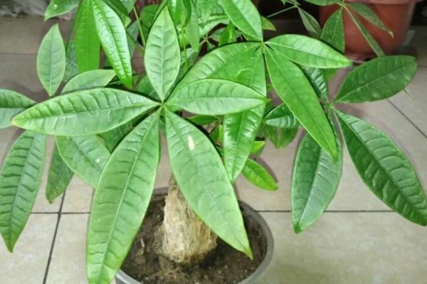 发财树烂根怎么处理，剪除烂根经过消毒后再重栽