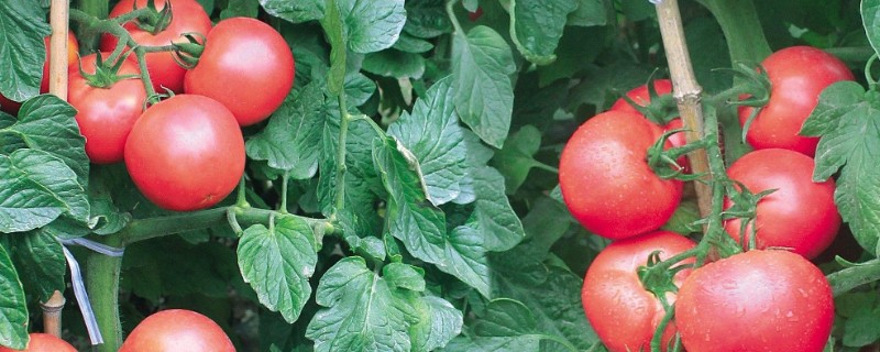 西红柿的成熟季节，熟期为夏季6-8月份