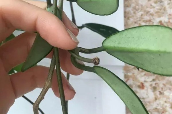 球兰的摘心方法，把植株顶部的嫩芽和嫩叶剪除