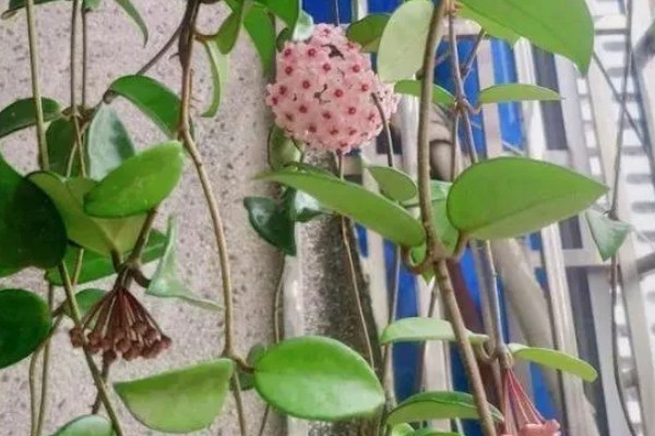 球兰的摘心方法，把植株顶部的嫩芽和嫩叶剪除