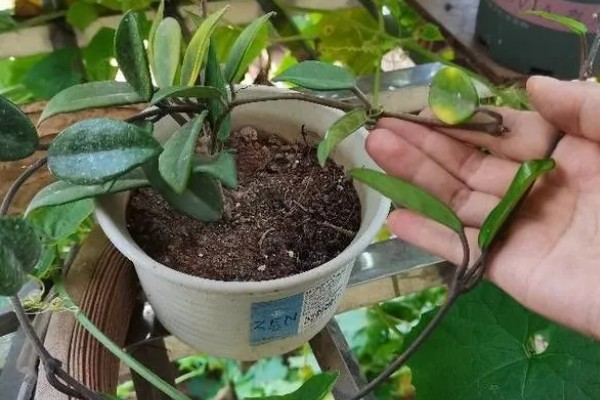 球兰的摘心方法，把植株顶部的嫩芽和嫩叶剪除