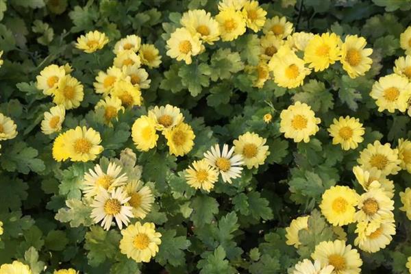 不能随便送人的花卉，菊花、彼岸花等品种不可随意赠送