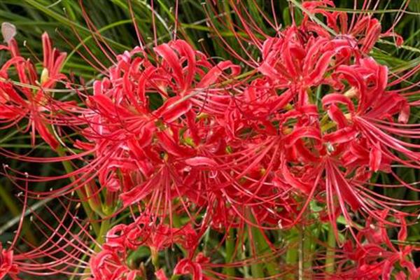 不能随便送人的花卉，菊花、彼岸花等品种不可随意赠送