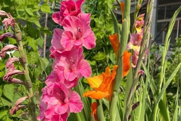 不能随便送人的花卉，菊花、彼岸花等品种不可随意赠送