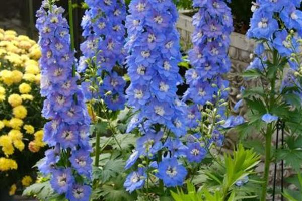 不能随便送人的花卉，菊花、彼岸花等品种不可随意赠送