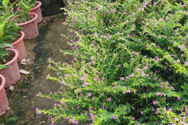 不能随便送人的花卉，菊花、彼岸花等品种不可随意赠送