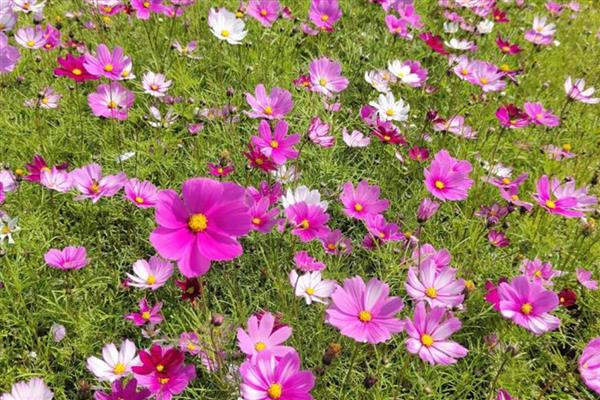 不能随便送人的花卉，菊花、彼岸花等品种不可随意赠送