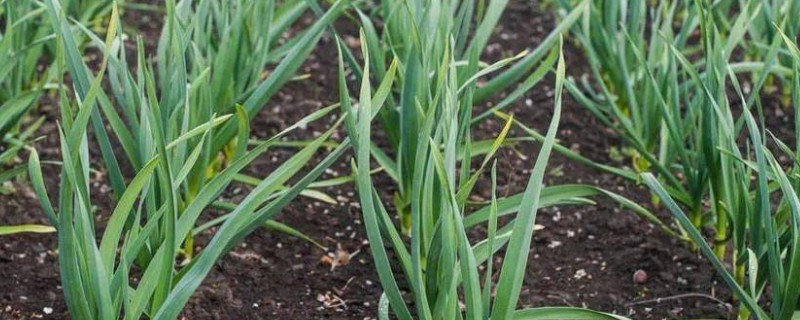 早春大蒜管理方法，结合浇水亩施复合肥15-25公斤