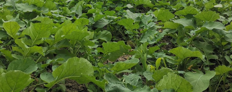 北方最晚什么时候种植油菜，最晚十月份栽种