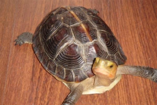石板龟的简介，学名叫做黄喉拟水龟