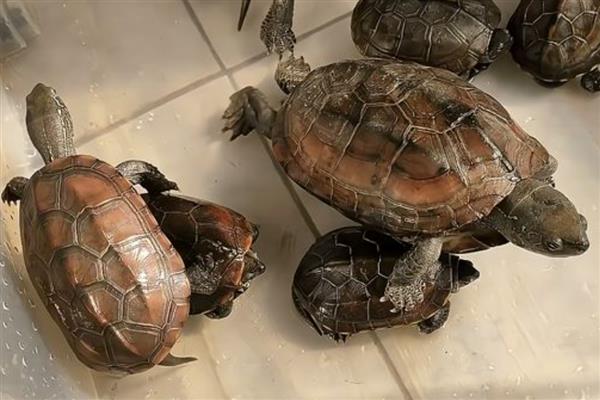 石板龟的简介，学名叫做黄喉拟水龟