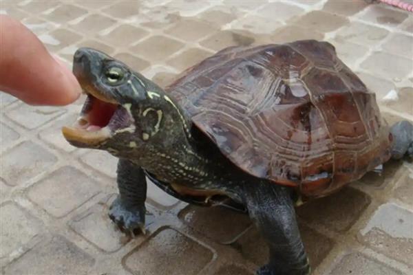 石板龟的简介，学名叫做黄喉拟水龟