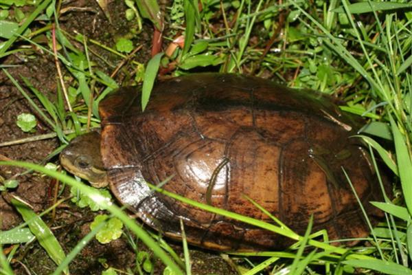 石板龟的简介，学名叫做黄喉拟水龟