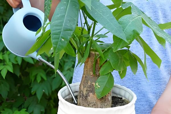 发财树冬天如何浇水，浇水频率不宜过多