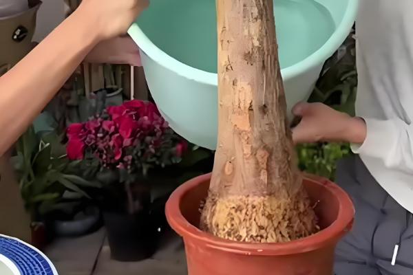 发财树冬天如何浇水，浇水频率不宜过多