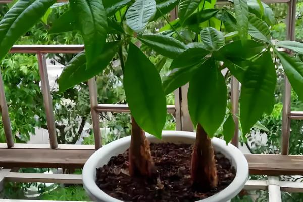 发财树冬天如何浇水，浇水频率不宜过多