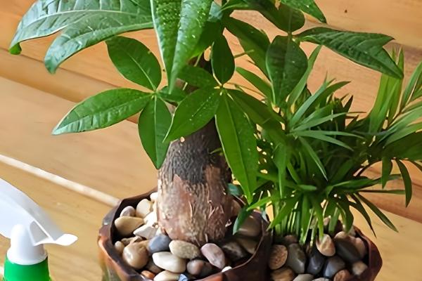 发财树冬天如何浇水，浇水频率不宜过多