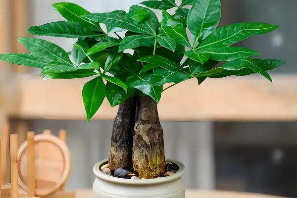 发财树冬天如何浇水，浇水频率不宜过多