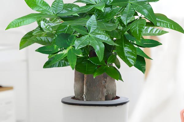 发财树冬天如何浇水，浇水频率不宜过多