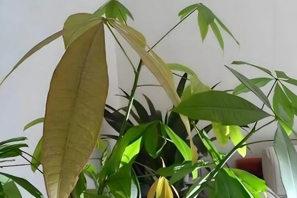 发财树冬天如何浇水，浇水频率不宜过多