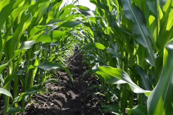 珍棒511BF玉米种子特征特性，非靶标害虫按常规措施防治