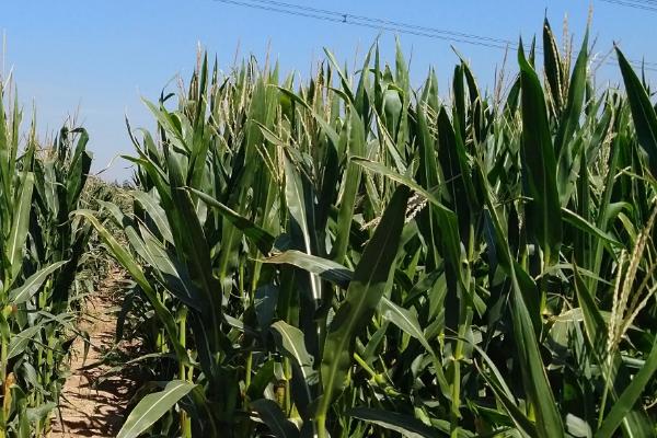 G388D玉米品种简介，高抗禾谷镰孢茎腐病