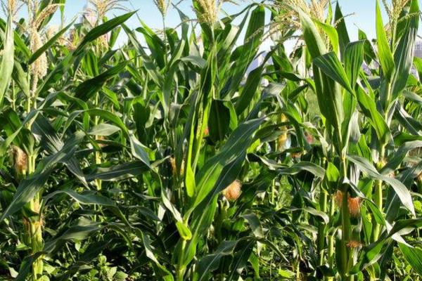 珍棒511BF玉米种子特征特性，非靶标害虫按常规措施防治