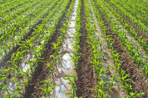 郑原玉432D玉米品种的特性，心叶的抗性水平为高抗