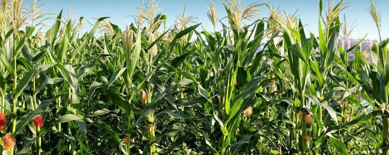 登海1959D玉米品种的特性，非靶标害虫按常规措施防治