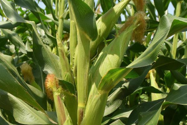 瑞丰168D玉米种子特征特性,心叶的抗性水平为高抗