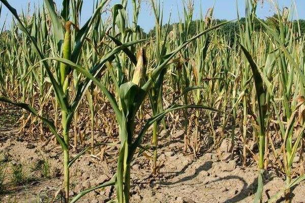 天育819D玉米种子特点,中抗灰斑病