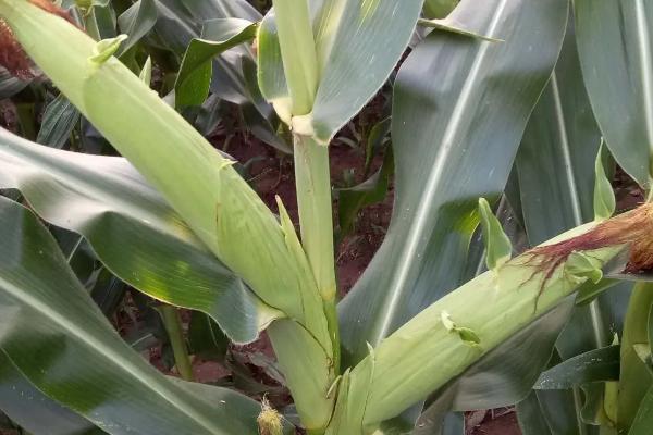 翔玉558R玉米种子介绍，中抗灰斑病