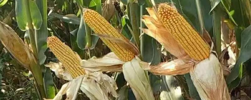 优迪519R玉米种子特点，高抗禾谷镰孢茎腐病