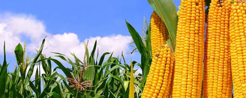 宇玉603D玉米品种的特性，出苗至成熟130.2天