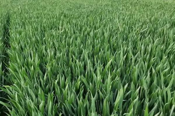 太麦101小麦品种简介,适宜播期10月上中旬