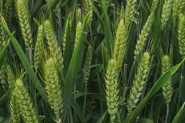 长7785小麦种子特点，比对照品种济麦22早熟2天