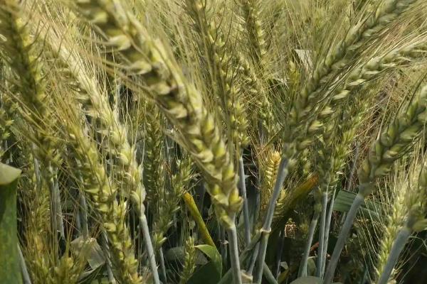 运旱2112小麦品种简介,适宜播期10月上中旬