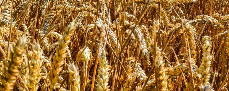 临旱26小麦种子特征特性，生育期223天