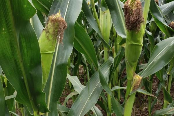 荣玉88D玉米品种的特性，心叶的抗性水平为高抗