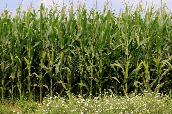 龙单100D玉米品种简介,心叶抗性水平为高抗