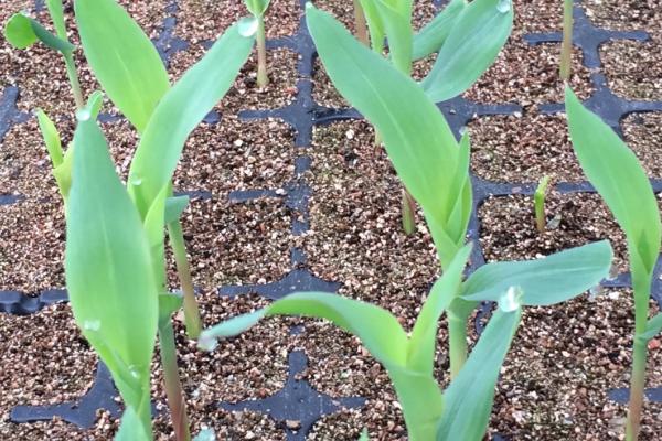 康农玉998D玉米品种简介，亚洲玉米螟一般不需防治