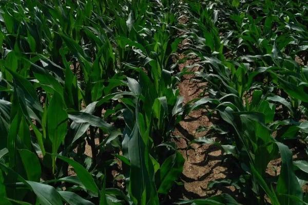 龙单100D玉米品种简介,心叶抗性水平为高抗