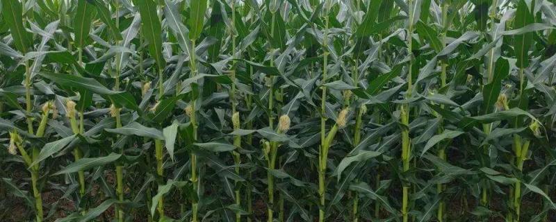 硕秋501D玉米种子特征特性，播种期宜在4月下旬至5月上旬