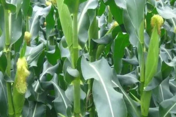 铁391K玉米种子介绍，注意防治穗腐病