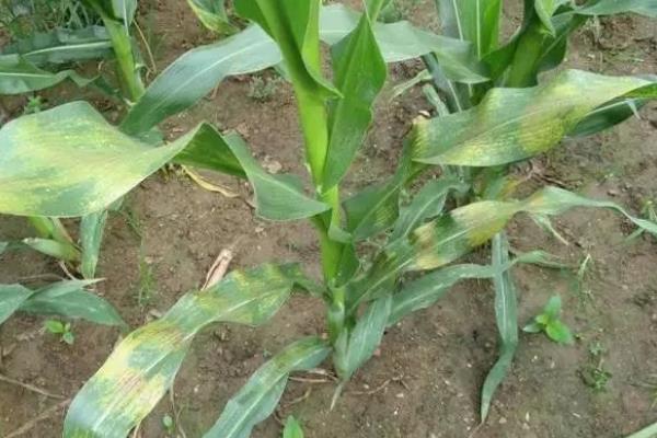 翔玉558R玉米种子介绍，中抗灰斑病