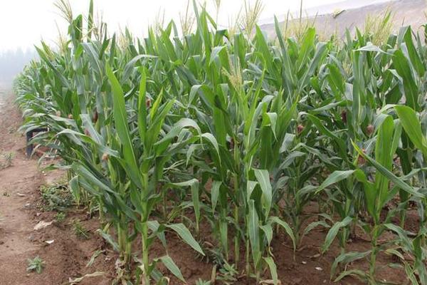 九圣禾257K玉米种子介绍，精量播种