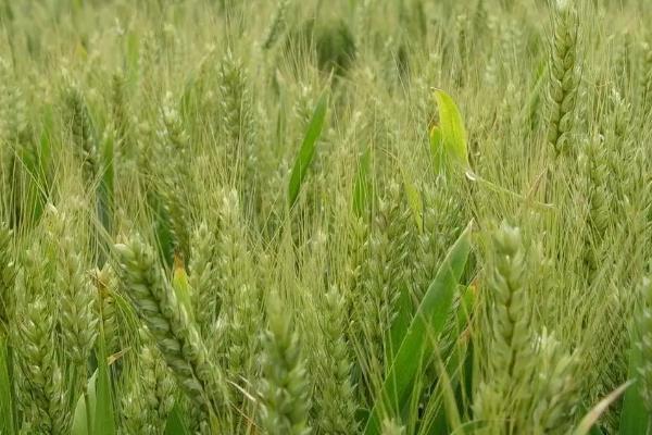 长麦4289小麦品种简介，适宜播期10月上中旬