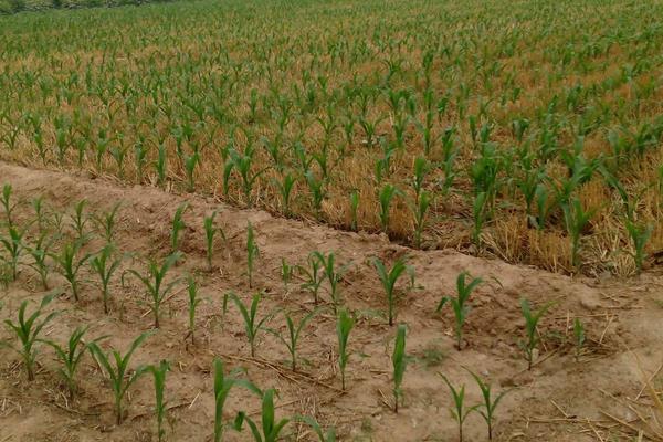 硕秋501D玉米种子特征特性,播种期宜在4月下旬至5月上旬